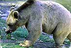 cliquer pour découvrir le parc animalier de Casteil